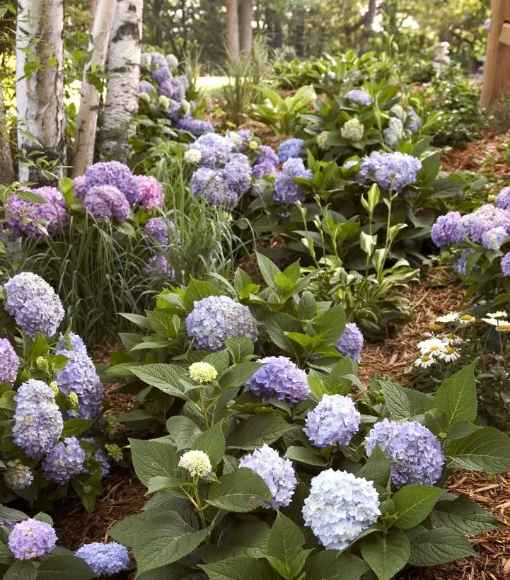 Endless Summer® Hydrangea - The Original Reblooming Hydrangea